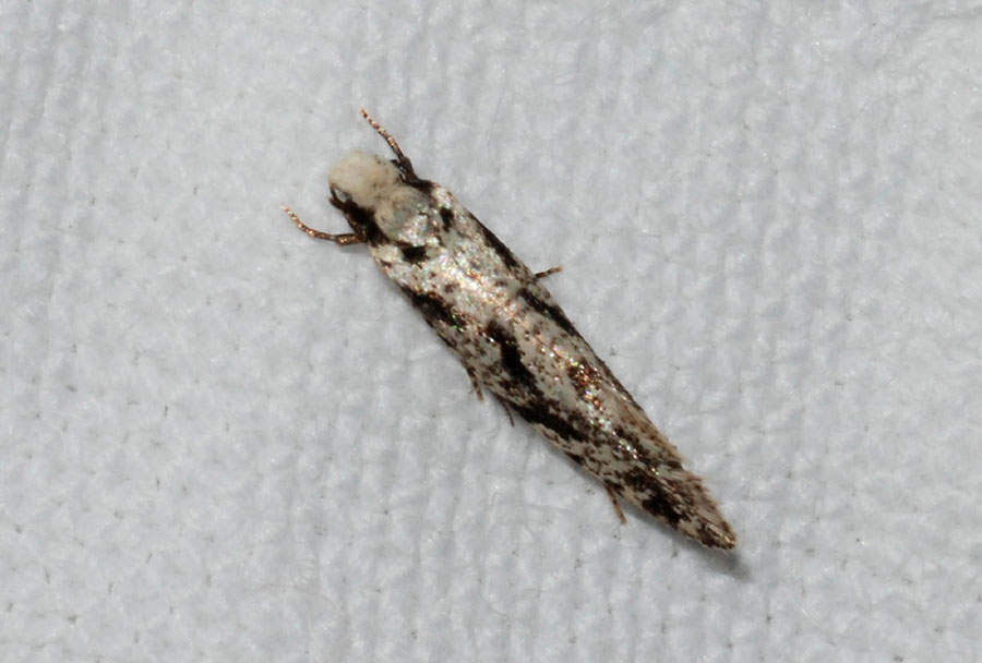 Nemapogon variatella?